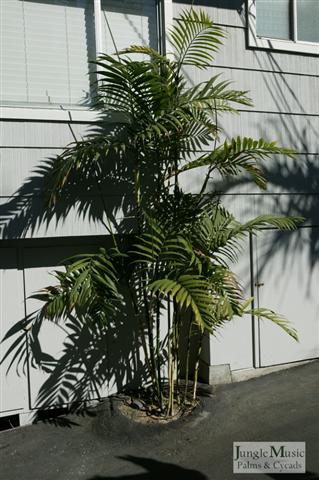 With this C. costaricana you can see how
it has a more open appearance.  Note how
this plant is growing in presumed full sun. 