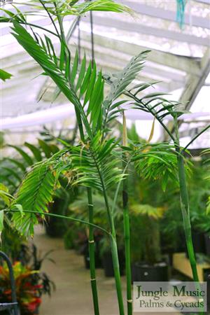 The trunks of Chamaedorea costaricana
are a similar caliber compared to
hooperiana, but the overall appearance
is sometimes more open as seen here on
this nursery plant.  Also, the leaves are
a bit shorter than hooperiana.