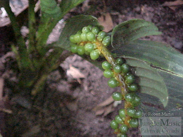 Immature green seeds of the extremely rare palm,
Chamaedorea sullivanorianum