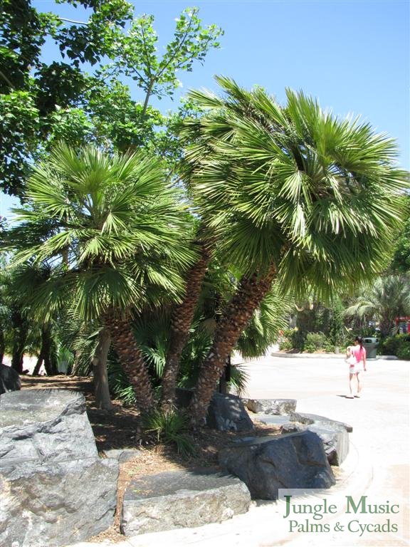 
Chamaerops humilis:  A green to silver-green fan leafed, suckering palm that gets to about 15 feet.  It tolerates dry, arid conditions and temperatures to about 5-10 degrees.  Common name is Mediterranean Fan Palm. 
