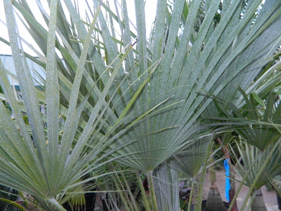  Closer look at leaves of a rather blue form  