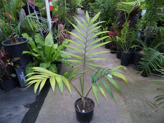  Chambeyronia macrocarpa, 5g