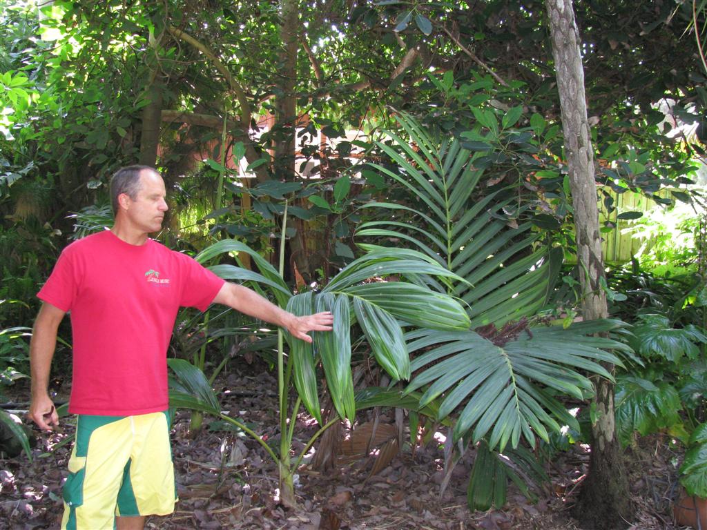 A somewhat older plant that has transitioned
a pinnate leafed plant 