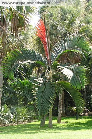 Chambeyronia macrocarpa:  This plant is a winner!  Single trunk, crown shafted, thick leaflets and pinnate.  And, a new red leaf!  Slow growing but worth it.  Does best in filtered light.  Takes to 28 degrees.  Chambeyronia hookeri has a cream colored crown shaft and similar cold hardiness.  Photo by TS