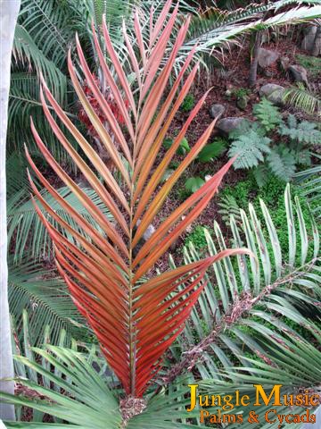 Red new leaf on Chambeyronia macrocarpa at the nursery.