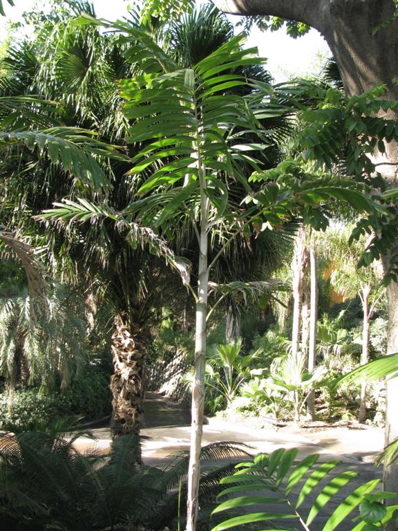 Plant in cultivation not showing the usually seen
brown colored bulging crown shaft