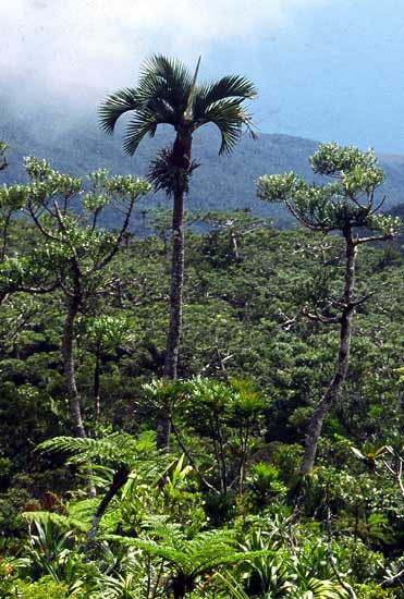  Chambeyronia lepidota habitat Carlo Morici