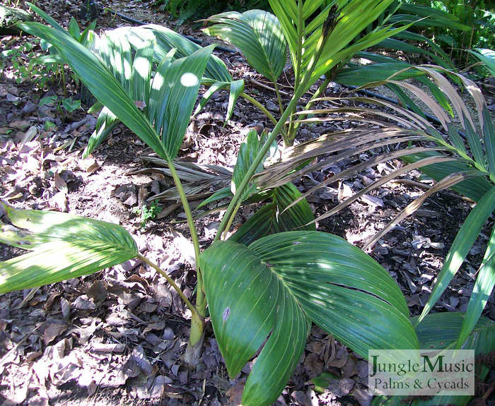  Juvenile plant showing simple leaf 