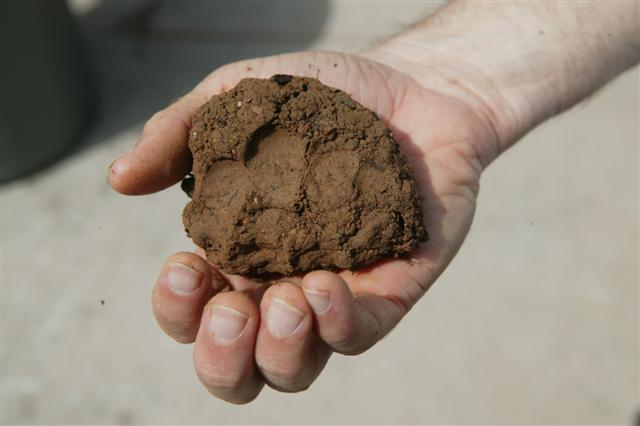  Sticky, clay type soil.  Note finger imprints in moist soil