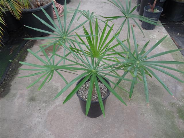 In contrast, these are fan leaves of a
Coccothrinax species