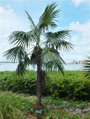 Coccothrinax species:  There are multiple Coccothrinax that take 28 degrees or colder.  All are single trunk, fan palms with thin trunks.  Some have matting on the trunk and C. crinita is the old man palm with a hairy trunk.  Prefer bright full sun.