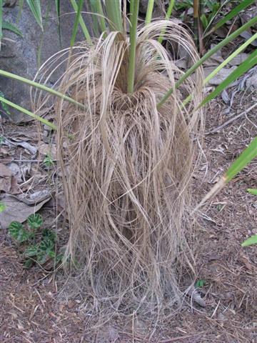  hairy trunk of the Coccothrinax crinita 