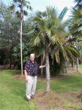 Coccothrinax miraguama