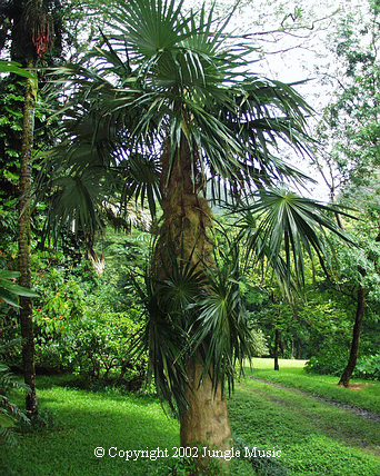  Coccothrinax crinita
