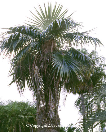  Coccothrinax crinita, mature specimen