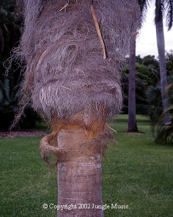 Coccothrinax crinita  showing bare trunk and trunk covered with fibrous material