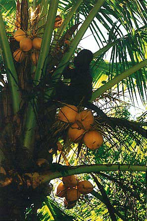 photo by Rolf Kyburz, PACSOA.  Figure if the
can eat the Coconut, so can we