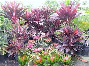  Lush tropical plants at nursery