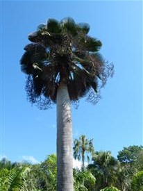 Copernicia species:   There are multiple of these fan palms that take 28 degrees or colder.  Most are single trunk.  All are fan palms.  They like heat and full sun.  Some get quite big!  Its been reported that Copernicia glabrescens will take down to 20 degrees.