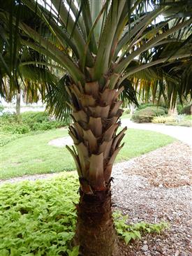  Copernicia berteroana