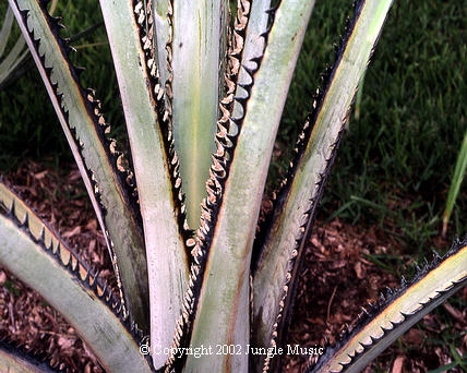 Copernicia baileyana, petioles