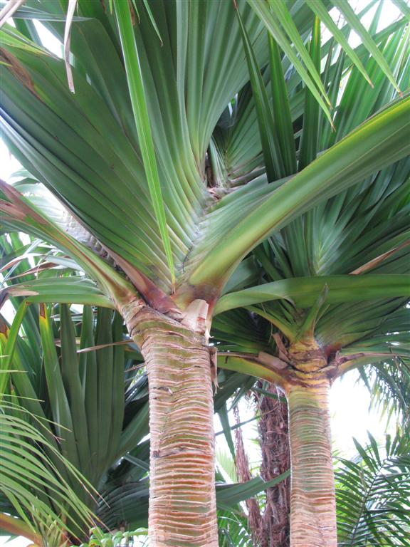  Pandanus utilus