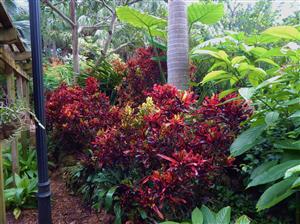  Colorful plants in garden 