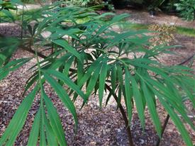  Cycas debaoensis, leaf of garden plant