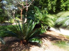  Cycas panzhihuaensis