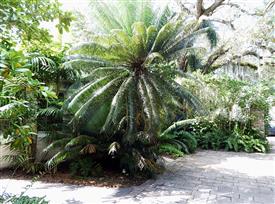  Looking into the garden