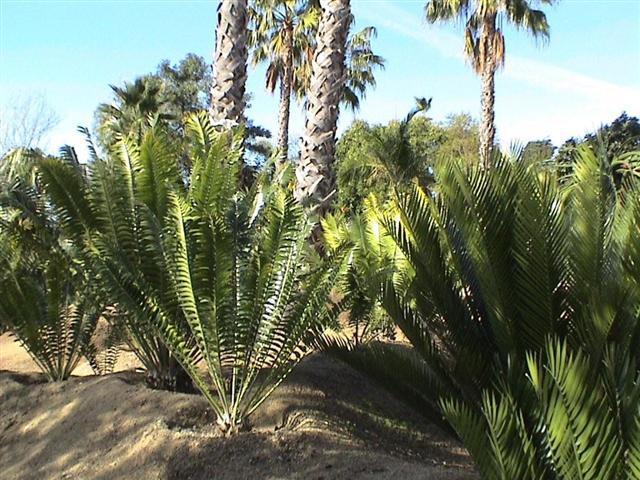 A newer garden with cycads