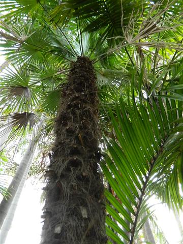  T. fortunei trunk domestic planting