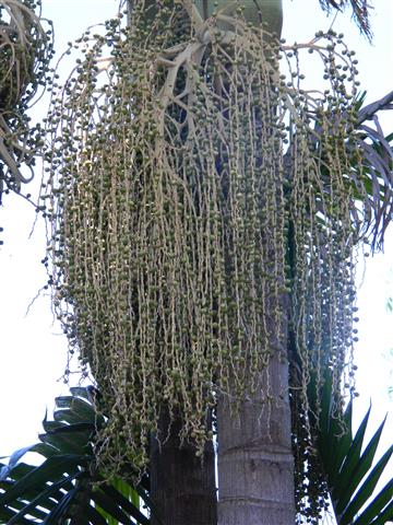  immature seeds on A. cunninghamiana