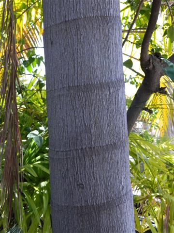  Close up view of trunk showing rings and texture