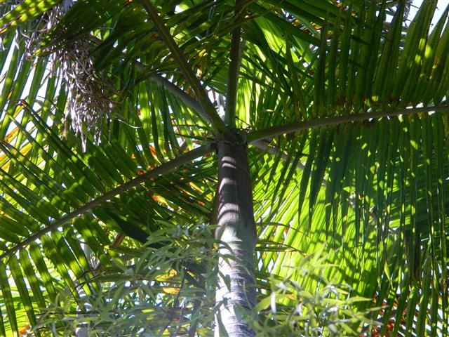  In full sun, short petioles of A. cunninghamiana
