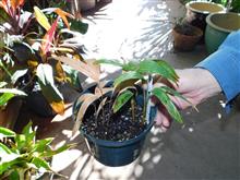  On these Carpenteria in a community pot, note how the two seedlings on the left have damped off