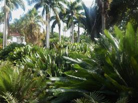  Dioon edule in garden