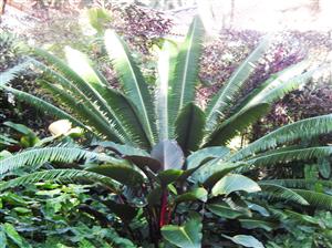  Dioon spinulosum in garden