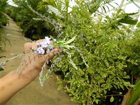  Note clusters of flowers forming 