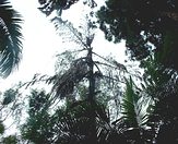 Caryota urens in it's terminal life after blossoming.
