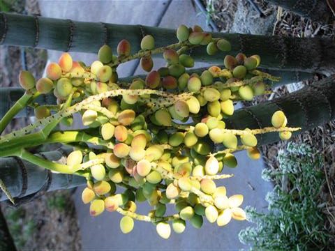 Dypsis affinis immature seeds.  Note the immatureimmature seeds.  Note the immature
seeds are a faint yellow.  They will turn green and
then get red