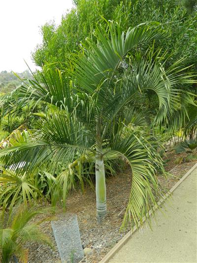 Dypsis ambositrae:  A single trunk sometimes suckering, crown shafted palm that will tolerate full sun and temperatures to 26 degrees.  It is medium sized with red and brown colors on the petiole and a white stem.