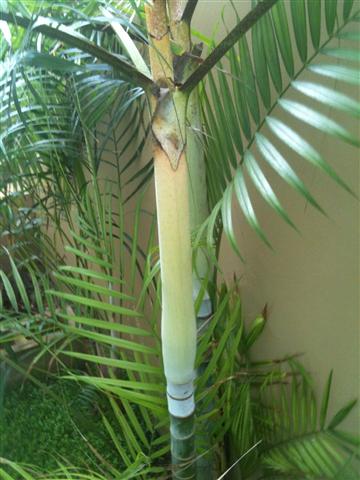  Dypsis baronii