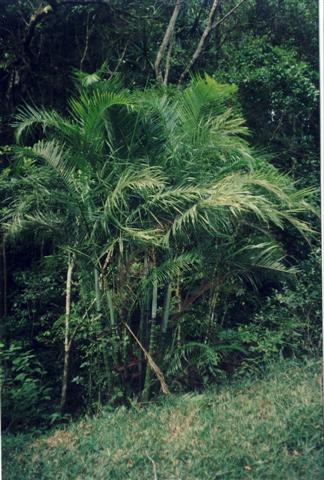  Dypsis baronii by Jason Dunn