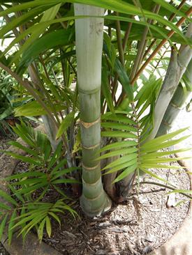  Dypsis cabadae