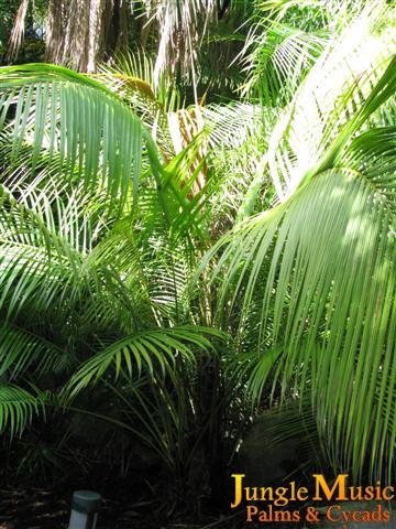  Dypsis crinita