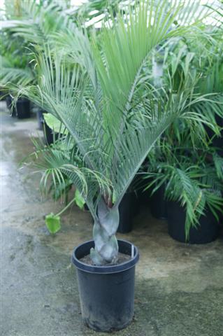  Dypsis decaryi in a 15g pot