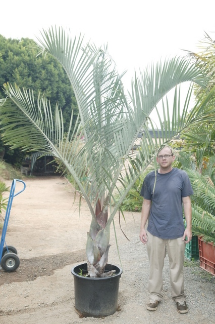  D. decaryi in a 20g