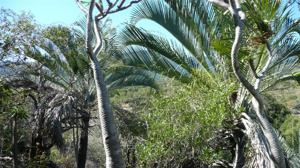  Dypsis decaryi in Madagascar, photo by MR

Dypsis decaryi, known as the Triangle Palm, is a sun-loving species that is medium sized and has a bit of cold hardiness.  Native to Madagascar, it is quite popular among collectors and likes heat, full sun and good drainage.  Mature height is about 20 to 25 feet.