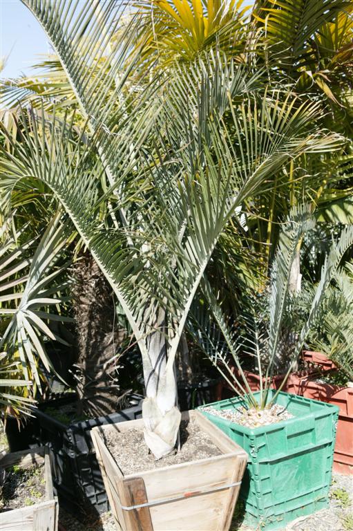  Dypsis decaryi in a 24 inch box